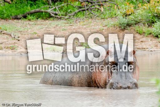 Flusspferd (91 von 104).jpg